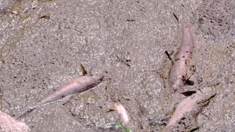 Kars Çayı'nda balık ölümleri yaşanmaya başladı