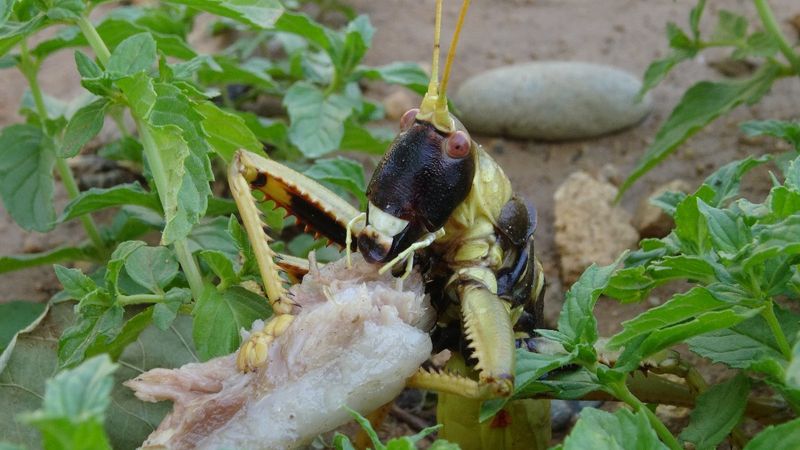 Batman'da dev çekirgenin et ziyafeti