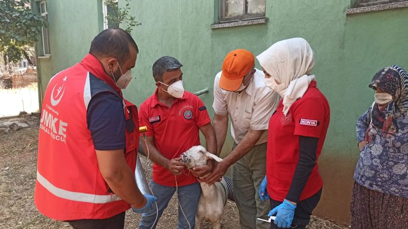 Yangından etkilenen keçilere UMKE ekipleri müdahale etti