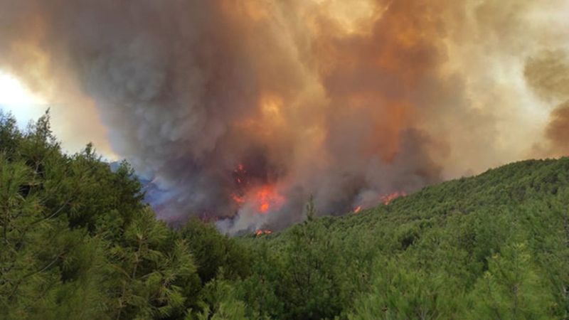 Orman yangınlarıyla tahrip olan bölgeler, 3 yöntemle ağaçlandırılacak