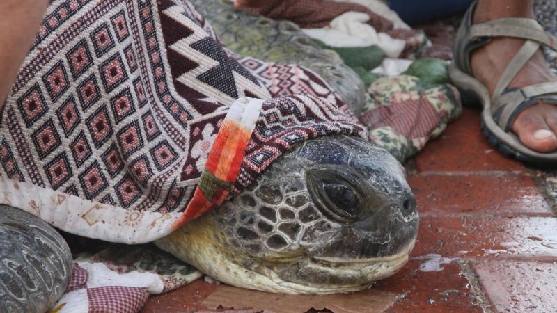 Antalya'da boğazına misina takılan caretta caretta öldü