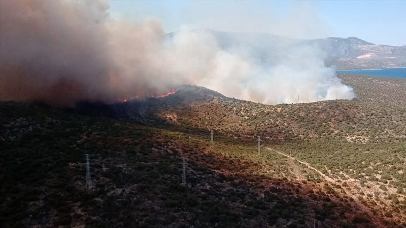 İzmir Urla'da orman yangını