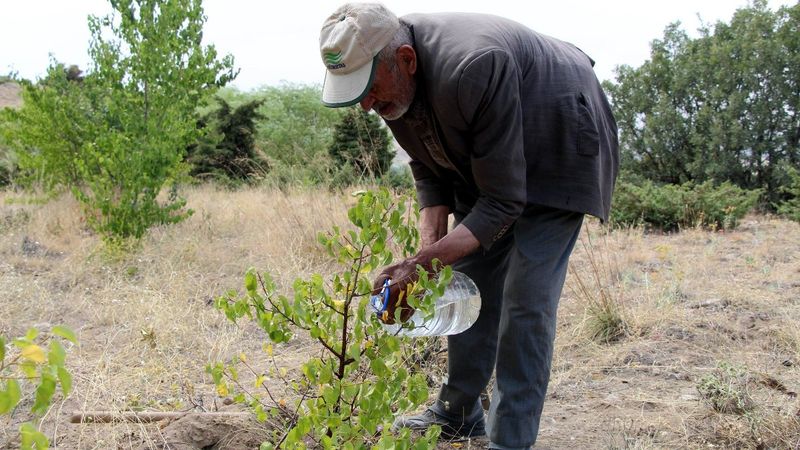 Nevşehir'de, 34 yıl boyunca her gün ağaç dikti