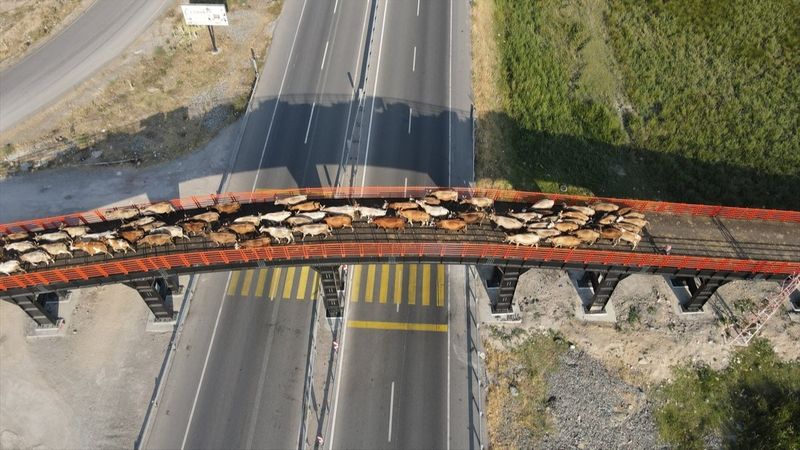 Erzincan'da Ekolojik Üst Geçit, güvenli geçiş rotası oldu