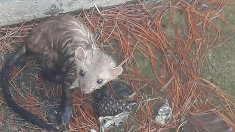 Elazığ'da havuzda mahsur kalan sansar, boruyla kurtarıldı