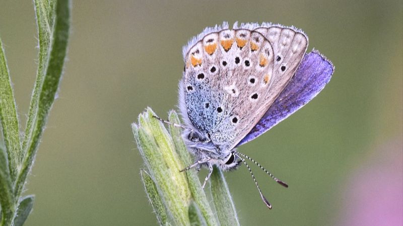 Van Gölü havzası, 230 kelebek türünü ağırlıyor