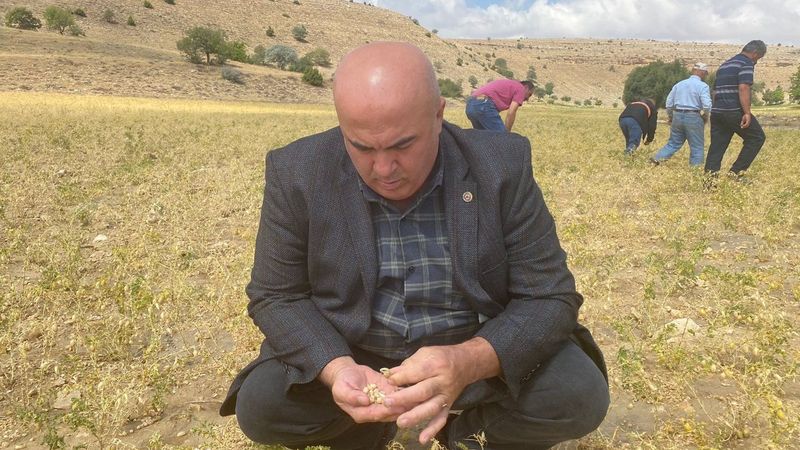 Karaman’da dolu yağışı nohut ekili alanlara zarar verdi