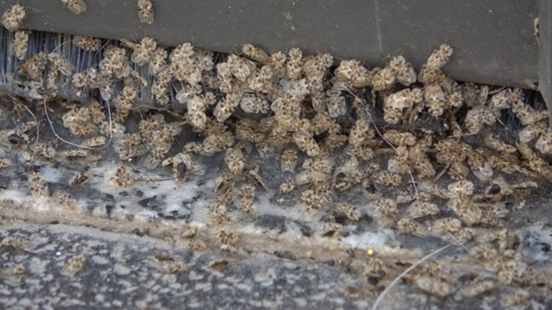 Trakyalıların kabusu: Dantel böceği nedir, nasıl anlaşılır? İşte uzaklaştırma yolları