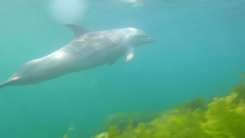 İstanbul'da su altında yunus görüntülendi