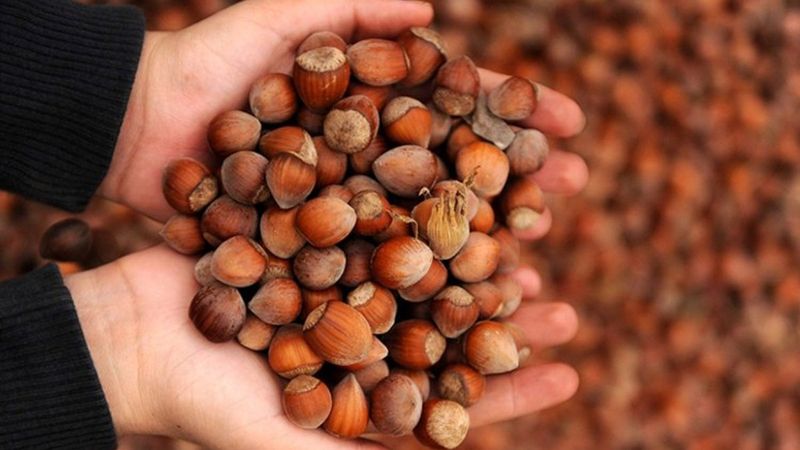 En kıymetlisi: Levant kalite fındık ne demek?