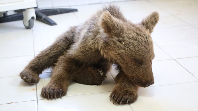 Tunceli'de kayadan düşen yavru ayı tedaviye alındı