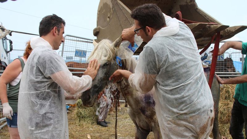 Artvin’de, tırın dorsesinde ölüme terk edilen atlar koruma altında