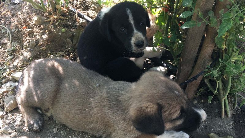 Isparta’da yavru köpekler, öldürülen annelerinin başında bekledi