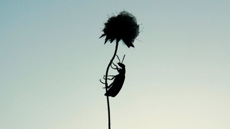 İşe yarayan 10 sivrisinek ve böcek kovucu bitki