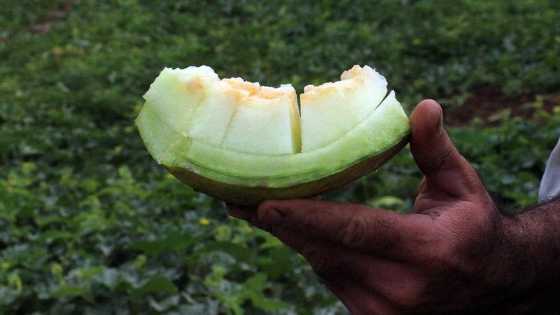 Kızılırmak kavununun rekoltesinde düşüş bekleniyor