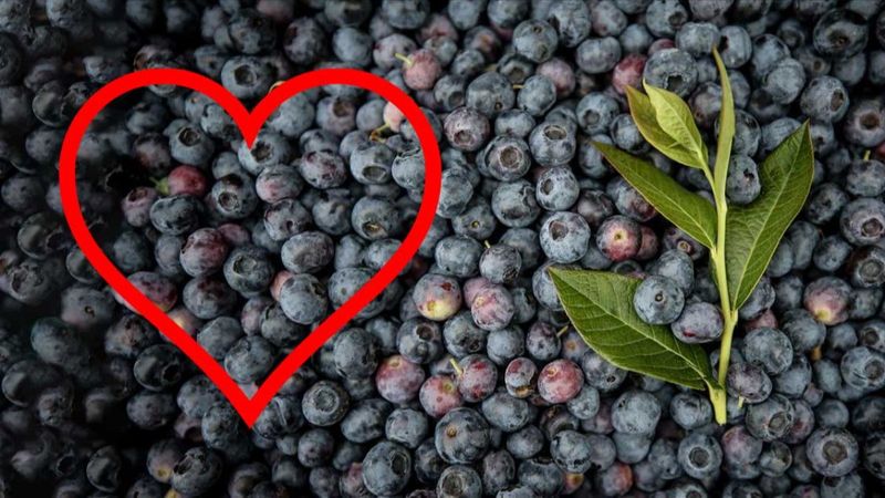 Kalp sağlığı için en iyi 10 besin