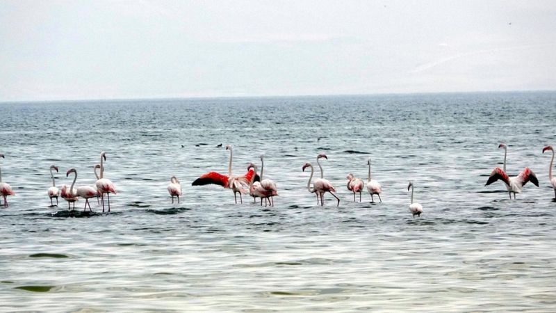 Van'da flamingolar yer değiştirince fotoğrafçıların ilgisi arttı