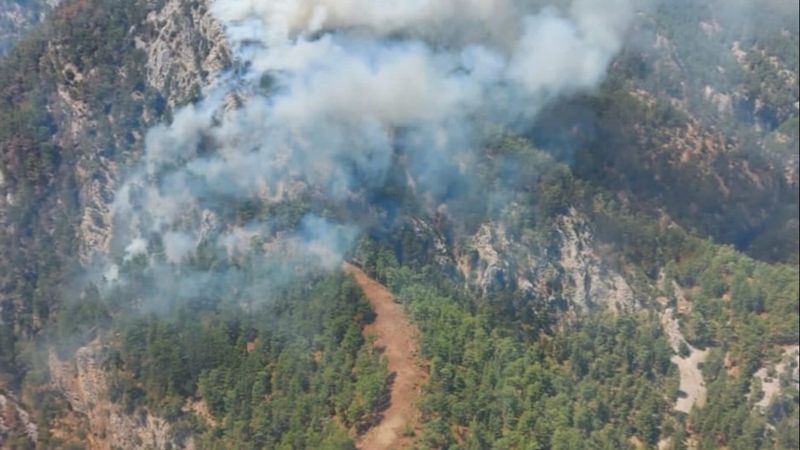 Muğla Köyceğiz'de orman yangını