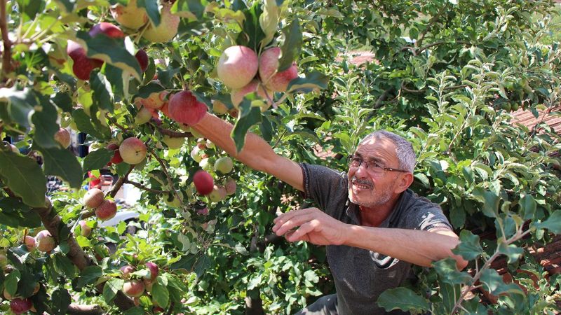 Amasyalı Hamdi Amca, bir ağaçta 6 çeşit elma yetiştirdi