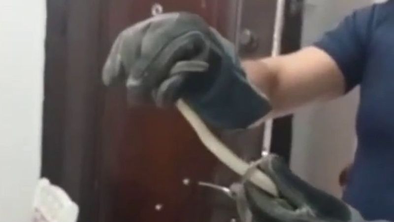 Avcılar'da evden yılan çıktı