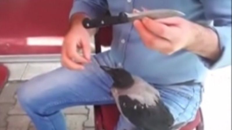 Ardahan'daki iki arkadaş, kargayı eliyle besledi