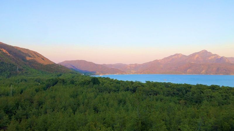 Muğla'da yanan ormanlar kendi kendine yeşeriyor