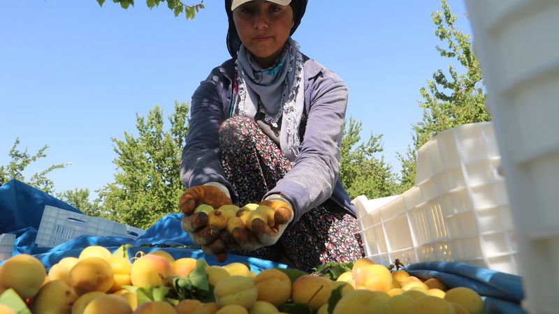 Malatyalılardan 'kayısı bizim' tepkisi