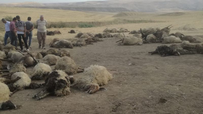 Batman'da sulama kanalına düşen 170 koyun boğularak telef oldu