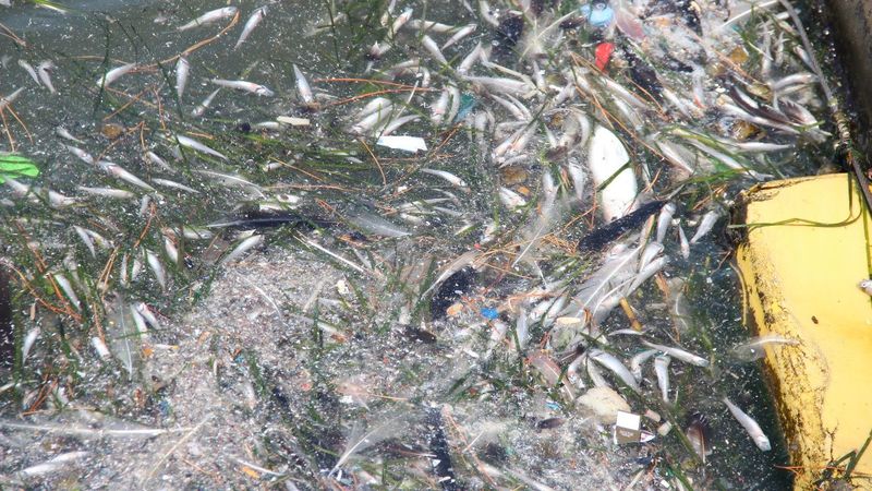 İzmir’de, ölü balıklar kıyıya vurdu