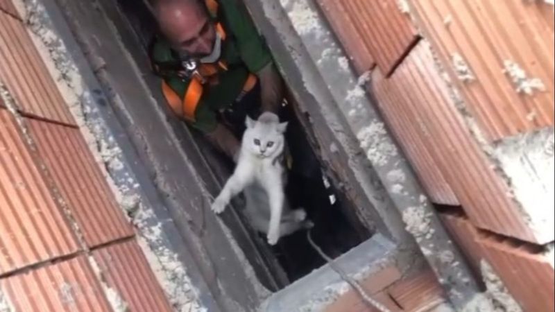 Isparta’da apartman boşluğuna düşen kedi için halat sistemi kuruldu