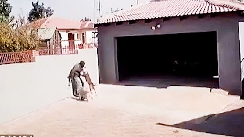 Afrika’da, hırsızın pitbull saldırısına uğradığı anlar kamerada