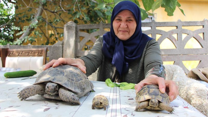 Amasya'daki Zekiye Teyze, 3 kaplumbağaya bakıyor