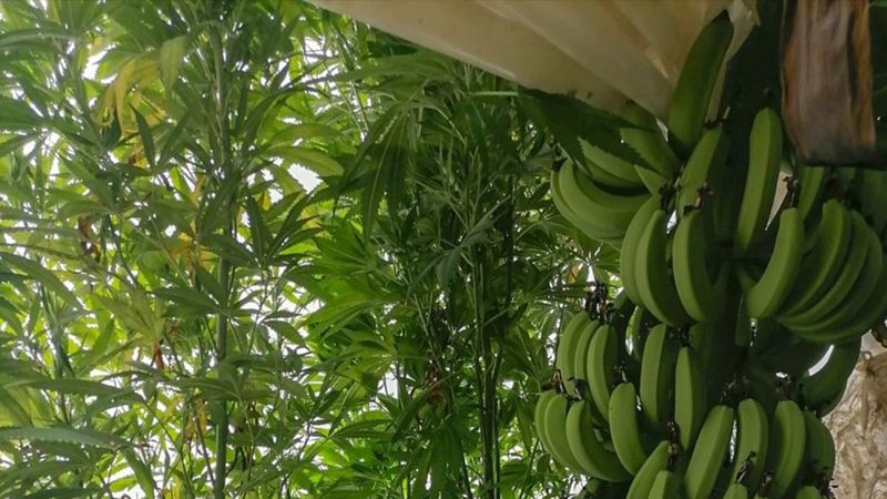 Antalya’da muz serasında uyuşturucu operasyonu