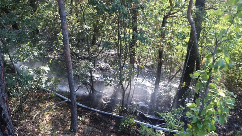 Tokat’ta, ormanlık alanda yangın