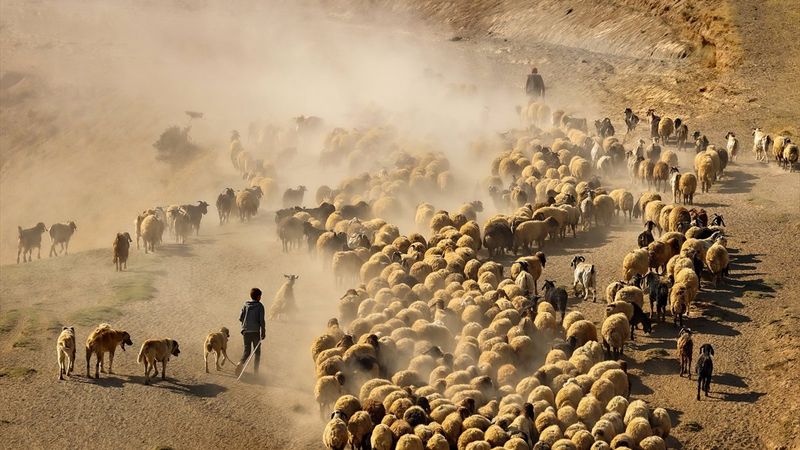 Bitlis'te sürülerin yayla yolculuğu görüntülendi