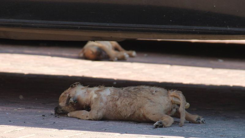 Antalya’da 5 yavru köpek, yakılmış ve darbedilmiş halde ölü bulundu