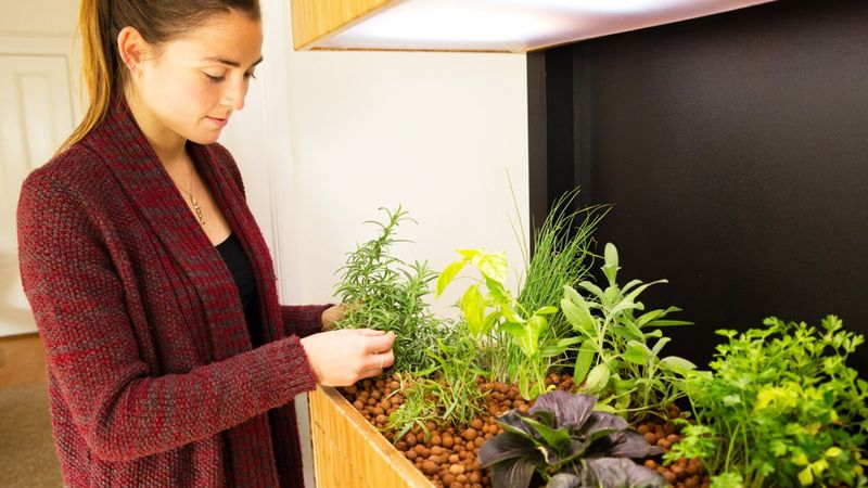 Sağlık için evde bulundurmanız gereken 7 bitki