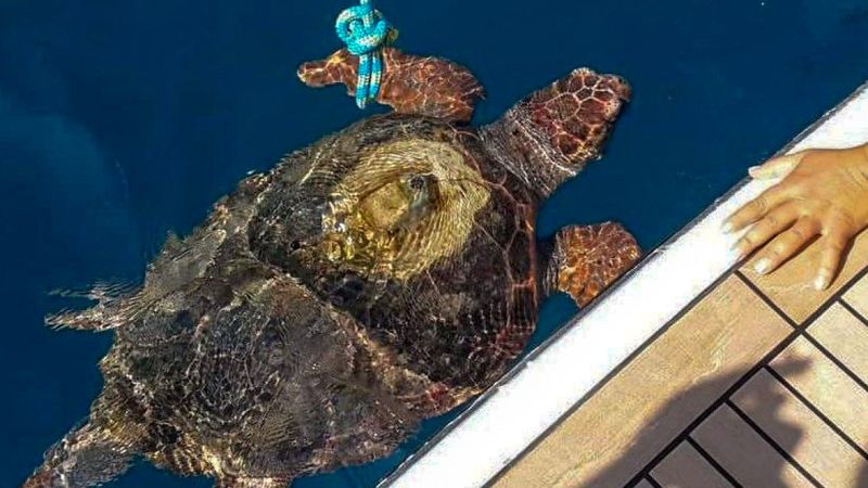 Muğla’da denize giren kadını caretta caretta ısırdı