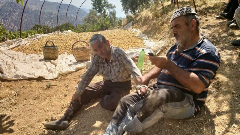 Aydın'daki incir hırsızı, bahçe sahibi tarafından yakalandı