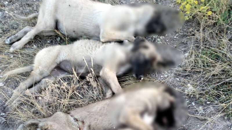 Ankara'da 5 sokak köpeği ölü bulundu