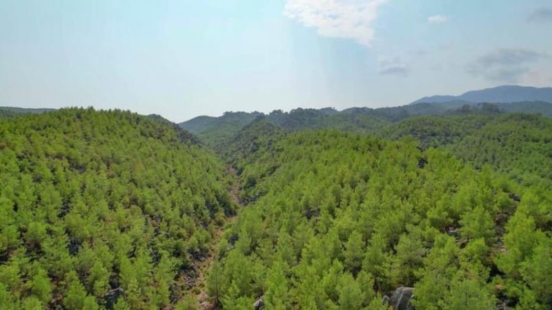 Manavgat'ta 2008 yılında yanan ormanlar yeniden yeşillendi