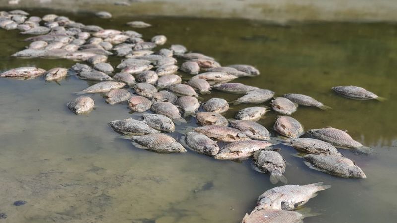 Bursa'da kuruyan göletteki balıklar telef oldu