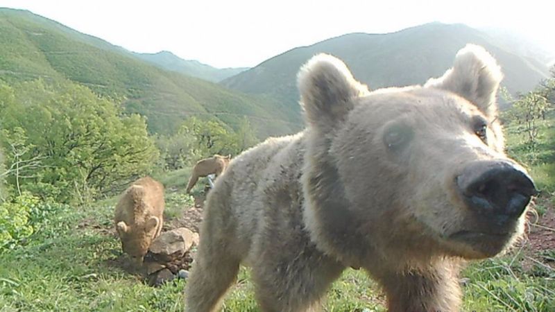 Yalaklarda serinleyen hayvanlar