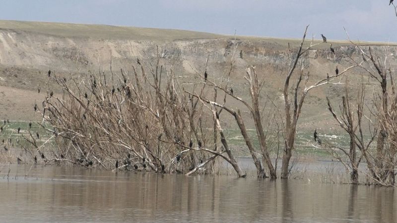 Kars’ta baraj suyu çekildi