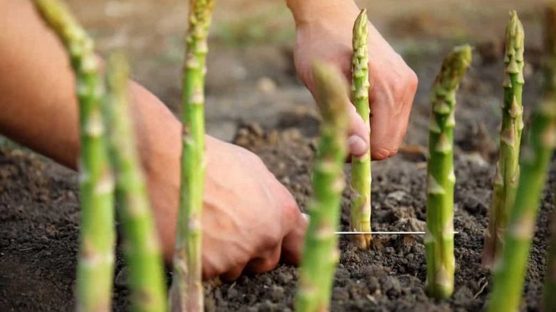En çok folik asit içeren gıdalar