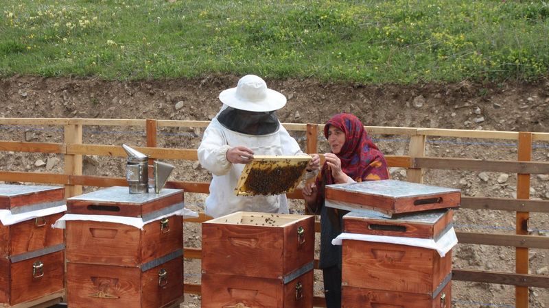 Anzer balının kilosu 1200 TL oldu, 1 ton sipariş var