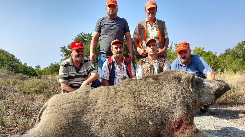 Bursa’da, tarlada 400 kiloluk domuzu vurdular