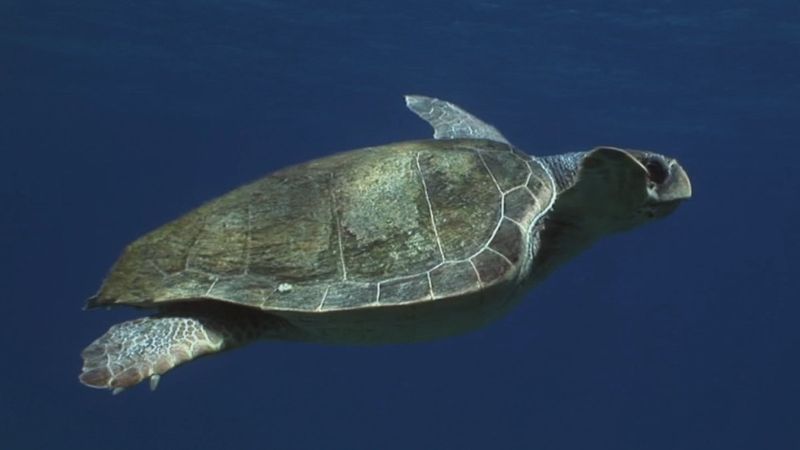 Çevre ve Şehircilik Bakanlığı'nın caretta caretta filmi