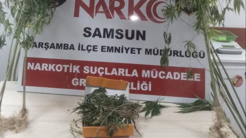 Samsun’da kenevir bitkisi ve kubar esrar ele geçirildi