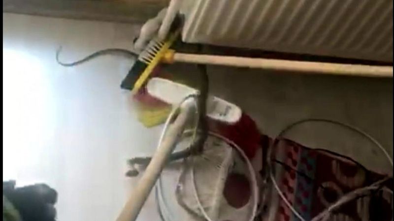 Avcılar'da bir evin kalorifer peteğine yılan girdi